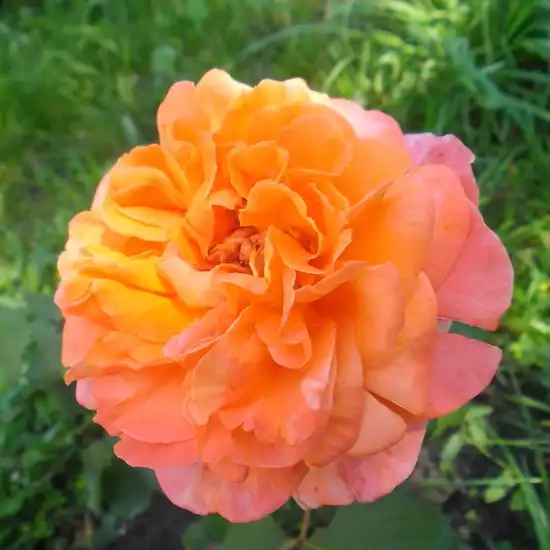 Trandafiri hibrizi Tea - Trandafiri - René Goscinny ® - 